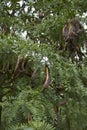 Gleditsia triacanthos inermis branch with fruit Royalty Free Stock Photo