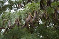 Gleditsia triacanthos inermis branch with fruit Royalty Free Stock Photo