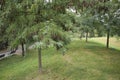 Gleditsia triacanthos inermis trees in a public park Royalty Free Stock Photo