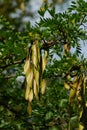 Gleditsia triacanthos Royalty Free Stock Photo