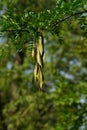 Gleditsia triacanthos Royalty Free Stock Photo