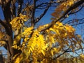 Gleditsia Triacanthos Tree with Yellow Leaves in the Fall. Royalty Free Stock Photo