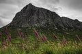 Glen Coe, Scotland, wildflowers with mountains and cloud Royalty Free Stock Photo