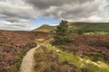 Glen Feshie path across heather and moor in the highlands of Scotland.