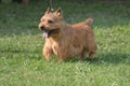 Glen of Imaal Terrier Dog Royalty Free Stock Photo