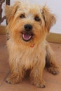Glen of Imaal Terrier mixed breed dog Royalty Free Stock Photo