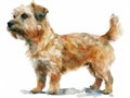 Glen of Imaal Terrier watercolor isolated on white background