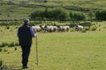 Shepherd holding a staff watches sheep.