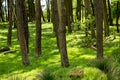 Glen Mavis, North Lanarkshire, Scotland. Beautiful Spring forest.