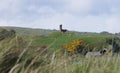 Glenariff And Cushendall Castle in Co Antrim Northern Ireland