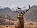 Glencoe Stag Royalty Free Stock Photo