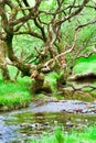 Glendalough forest