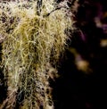 Glenelg Lichen clinging to a branch dripping with dew