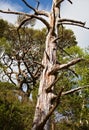 Glenfinnan -dragonfly trail - ancient scots pines - No 2