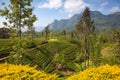 Glenloch tea plantation,Nuwara Eliya, Sri Lanka Royalty Free Stock Photo