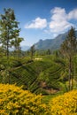 Glenloch tea plantation,Nuwara Eliya, Sri Lanka Royalty Free Stock Photo