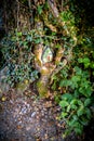 Glennons Maze - Fairy door at the trunk of tree Royalty Free Stock Photo