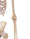 The glenohumeral ligament