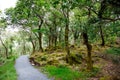 Glenveagh National Park, Donegal in Northern Ireland. Beautiful rough landscape with green moss forest, lake, park and