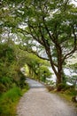 Glenveagh National Park, Donegal in Northern Ireland. Beautiful rough landscape with green moss forest, lake, park and