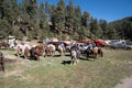 Group of men ranchers rope up and pack horses for a hunting trip at camp