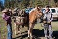 Happy male adult hunter laughs as his horse is being prepared and packed for a hunting