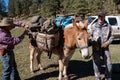 Happy male adult hunter laughs as his horse is being prepared and packed for a hunting