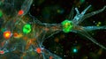 A glial cell extending its processes to connect with and modulate the activity of multiple neurons optimizing