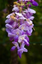 Glicene flowers