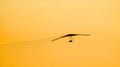 Glider silhouette flying at sunset Royalty Free Stock Photo