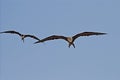 Gliding frigate birds