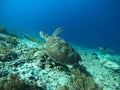Gliding Grace: Sea Turtle in Azure Blue Depths Royalty Free Stock Photo