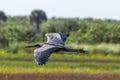 Gliding Great Blue Heron
