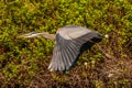 Gliding Great Blue Heron