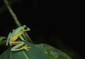 Gliding leaf frog Royalty Free Stock Photo