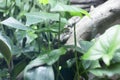 Gliding Leaf Frogs