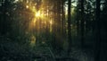 Gliding panoram of sunset light through trees in pine forest.