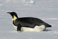 Gliding penguin