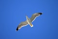 A Gliding Seagull - Sea Bird Flying In Blue Sky Background