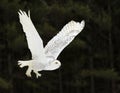 Gliding Snowy Owl Royalty Free Stock Photo
