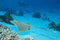 Gliding stingray Royalty Free Stock Photo