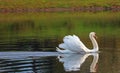 Gliding swan with feathers raised. Displaying.