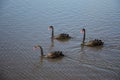 Gliding Swans Royalty Free Stock Photo