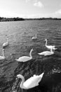 Gliding white swans Royalty Free Stock Photo