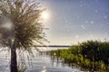 Glimmering sun rays and light spots in front of a tree and reed belt by the lake, backlighting Royalty Free Stock Photo