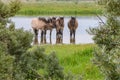Wild Konik horses in water