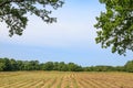 Glimpse on a mown hayfield