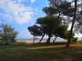glimpse of pine forest near silvi marina, italy