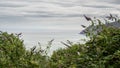 A glimpse of the rugged North Devon coast through buddleia plants, flowers. Royalty Free Stock Photo