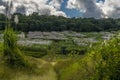 A glimpse of sugar cane growing in a field in Barbados Royalty Free Stock Photo